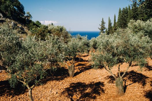 Greece. Zakynthos. Island landscape. Olive grove. Green large trees grow in a rocky area.