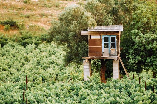 The vineyard is a plantation of vines and a guardhouse. The Island Of Zakynthos, Greece.