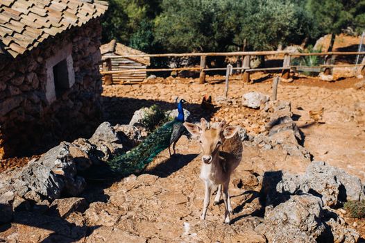 Deer and peacock in an open nature reserve, zoo, reserve on the island of Zakynthos.Greece