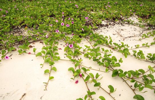 Cluster of purple flowers of a railroad vine in Florida.