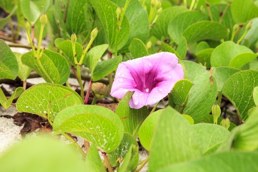 Cluster of purple flowers of a railroad vine in Florida.