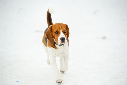 Dog breed Beagle in winter play in the snow outdoors.