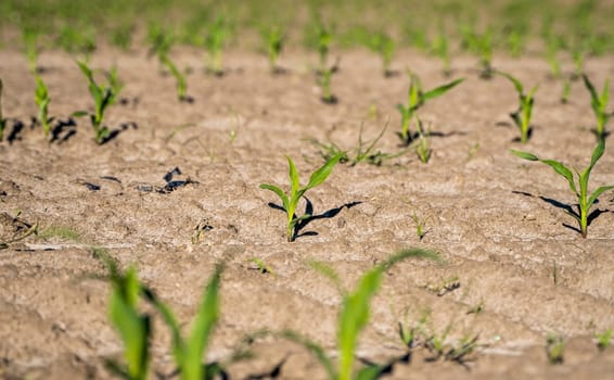 Agriculture concept. Agricultural scene with corn's sprouts on a field closeup