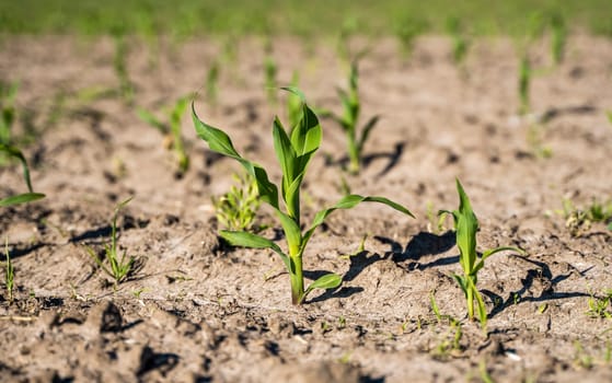 Agriculture concept. Agricultural scene with corn's sprouts on a field closeup