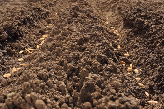 Planting crops sowing field arable land. Seeds in open ground plowed land. Rows seed sowing season planting seeds soil ground earth field plow. Arable farming. Seedbed. Furrow. Fertile soil background