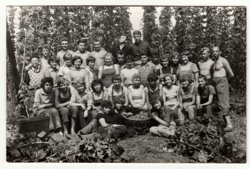 THE CZECHOSLOVAK SOCIALIST REPUBLIC, CIRCA 1965: A vintage photo shows young hoppers during hop picking, circa 1965.