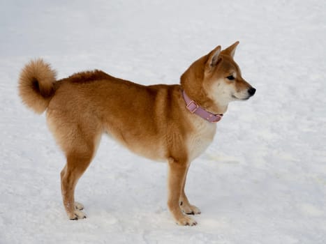 Japanese red coat dog is in winter forest. Portrait of beautiful Shiba inu male standing in the forest on the snow and trees background. High quality photo. Walk in winter