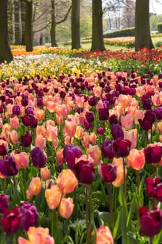 spring flower beds of blooming colorful pink purple tulips in a large park, High quality photo