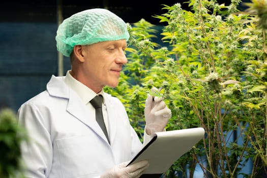 Scientist research and record data from gratifying cannabis plants bloomed with buds in curative indoor cannabis hemp farm in grow facility for high-quality medicinal cannabis product.