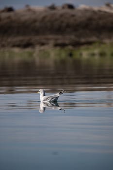 A short-billed gull formerly known as mew gull swimming in water with its reflection near a rocky shore, Gulf Island National Marine Park