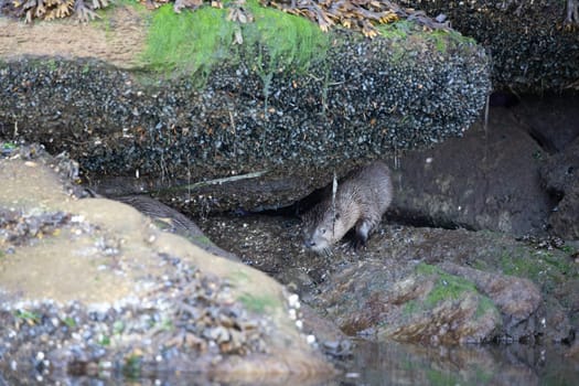 Sea otter hiding among algae covered rocks. Pacific Northwest, British Columbia, Canada