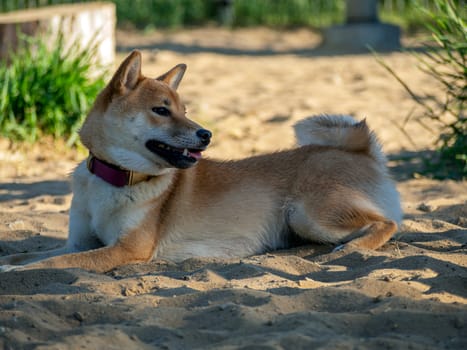 Shiba Inu plays on the dog playground in the park. Cute dog of shiba inu breed walking at nature in summer. walking outside.