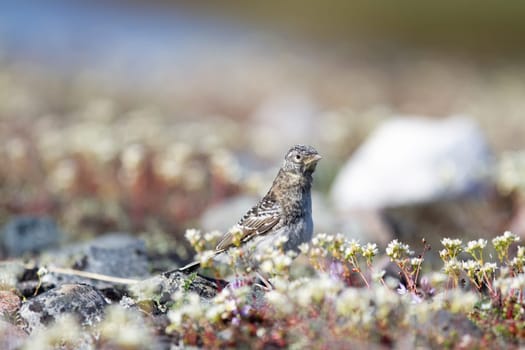 Immature horned lark or shore lark standing between plants in Canada's arctic, near Arviat, Nunavut, Canada