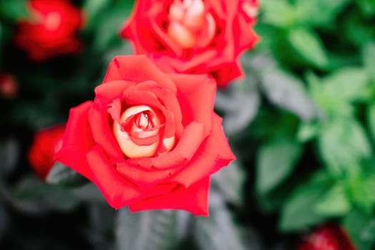 Beautiful Rose and Rosebuds in Rose Garden, Close Up, Selective Focus