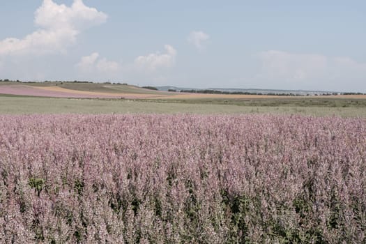 Field of Clary sage - Salvia Sclarea in bloom, cultivated to extract the essential oil and honey. Field with blossom sage plants during golden sunset, relaxing nature view.