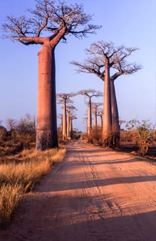 Giant Baobab in Avenue du Baobab, Morondava, Madagascar, Africa