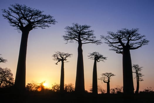 Giant Baobab in Avenue du Baobab, Morondava, Madagascar, Africa