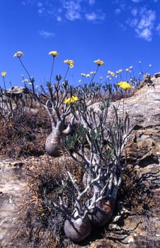 Elephant's Foot Plant (Pachypodium rosulatum), Isalo National Park, Fianarantsoa, Madagascar, Africa