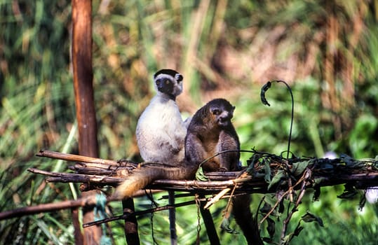 Verreaux's Sifaka Lemur, (Propithecus verreauxi), Parc du Menabe, Toliara, Madagascar