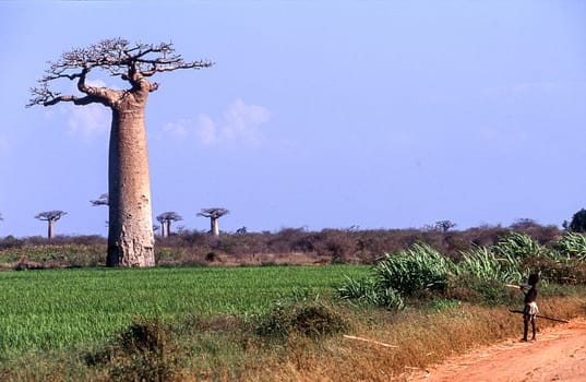 Giant Baobab in Avenue du Baobab, Morondava, Madagascar, Africa