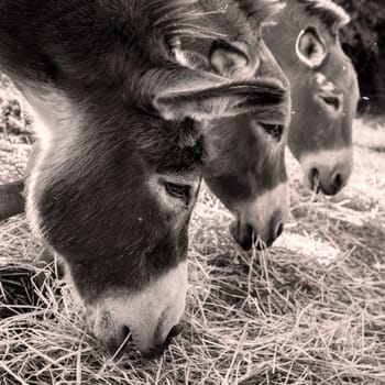 Three donkeys. Retro style photo.