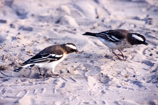 Whitebrowed Sparrow-weaver (Plocepasser mahali), Kutse Game Reserve, Kweneng, Botswana, Africa
