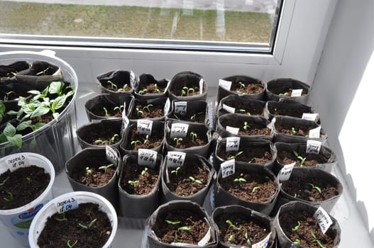 Green pepper seedlings on the window. Green seedlings grow from seeds. Garden