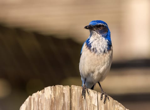 Blue scrub jay perched on wooden fence on sunny day. High quality photo