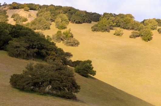 Sun and shade on golden grassy hills of Marin County in Northern California. High quality photo