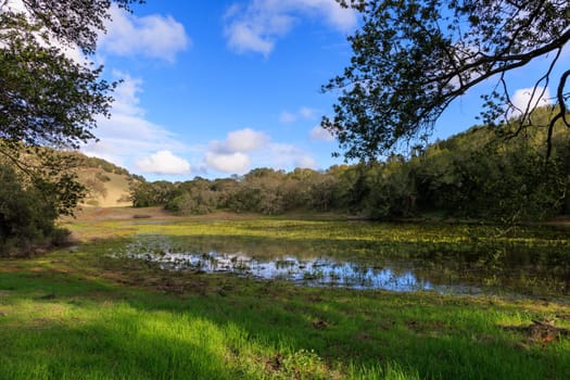 Marshy pond by grass and trees under blue sky in green California landscape. High quality photo