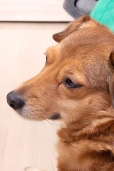 Red dog lying on the bed close up