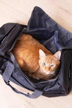 Red cat sitting in a travel bag close up