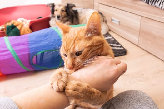 Angry Red Cat Bites Hand in room close up