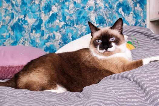 Gray cat with blue eyes lying on the bed close up