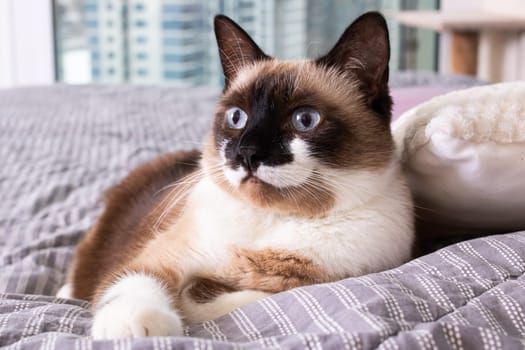 Gray cat with blue eyes lying on the bed close up