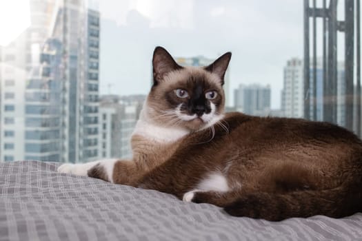 Siamese cat at the window against the background of the city