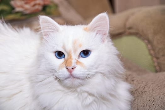 White fluffy cat with blue eyes sleeps on bed close up