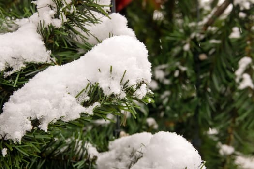 Snow on spruce branches in winter close up