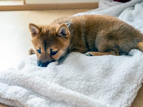 Portrait of cute Shiba Inu small dog, puppy, Close up. Dogecoin. Red-haired Japanese dog smile portrait. Illuminating color, cryptocurrency, electronic money. High quality photo