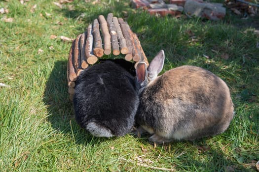 cute brown rabbits walk in the garden on the green grass behind the wire fence. High quality photo