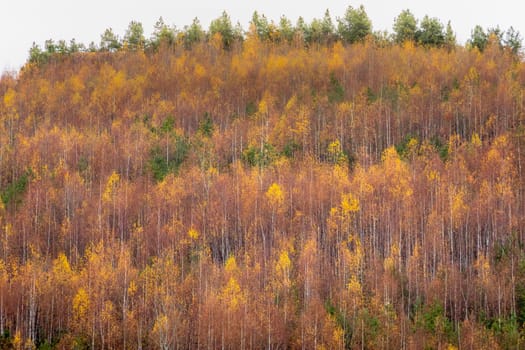 Autumn golden landscape, yellow forest in Balkans of Bulgaria, Eastern Europe