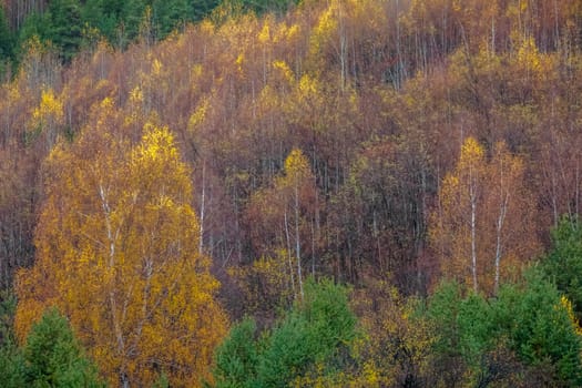Autumn golden landscape, yellow forest in Balkans of Bulgaria, Eastern Europe