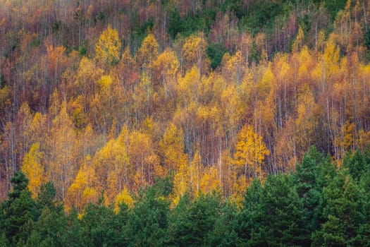 Autumn golden landscape, yellow forest in Balkans of Bulgaria, Eastern Europe