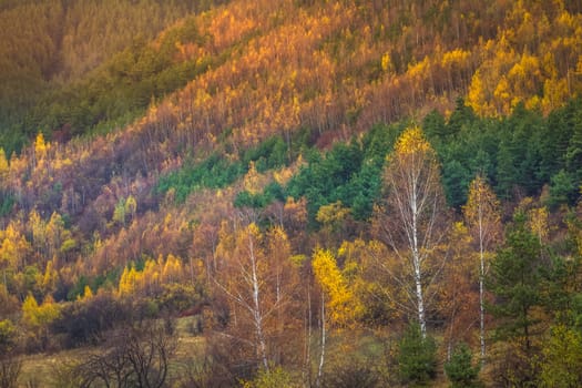 Autumn golden landscape, yellow forest in Balkans of Bulgaria, Eastern Europe