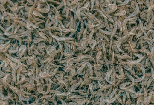 Plenty of dry shrimp background market for sell. Close-up pile texture detail bright light pink pale tone.