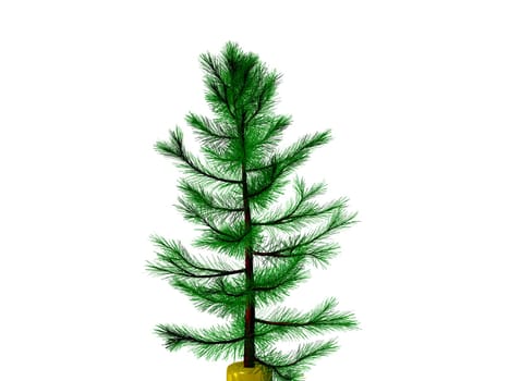 3D Christmas tree or pine tree 3D ready to decorate , isolated on white background. clipping path.