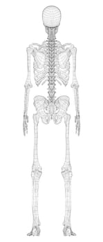 Human skeleton. 3d illustration. Wire-frame style. Illustration for medicine