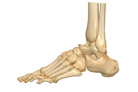 3D rendering of the foot bones isolated on white background. Clipping path.