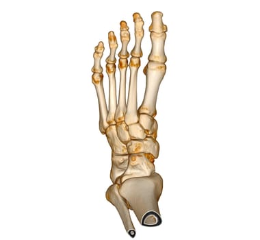 3D rendering of the foot bones isolated on white background. Clipping path.