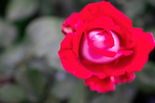 Beautiful Rose and Rosebuds in Rose Garden, Close Up, Selective Focus